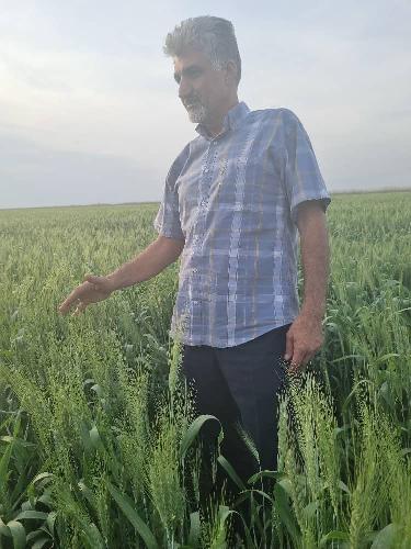 محصولات کشاورزی و دامی - مزارع بذری شرکت اریا کشت  در اهواز
