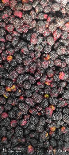 انجماد میوه - میوه سردخانه - تامین میوه برای شرکت های صنایع غذایی در ساری